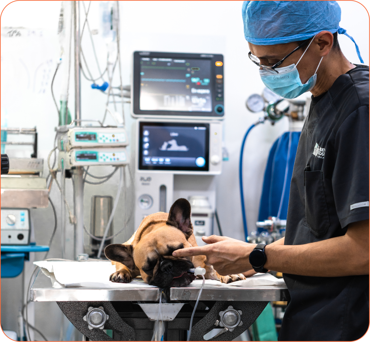 Quirófano veterinario
