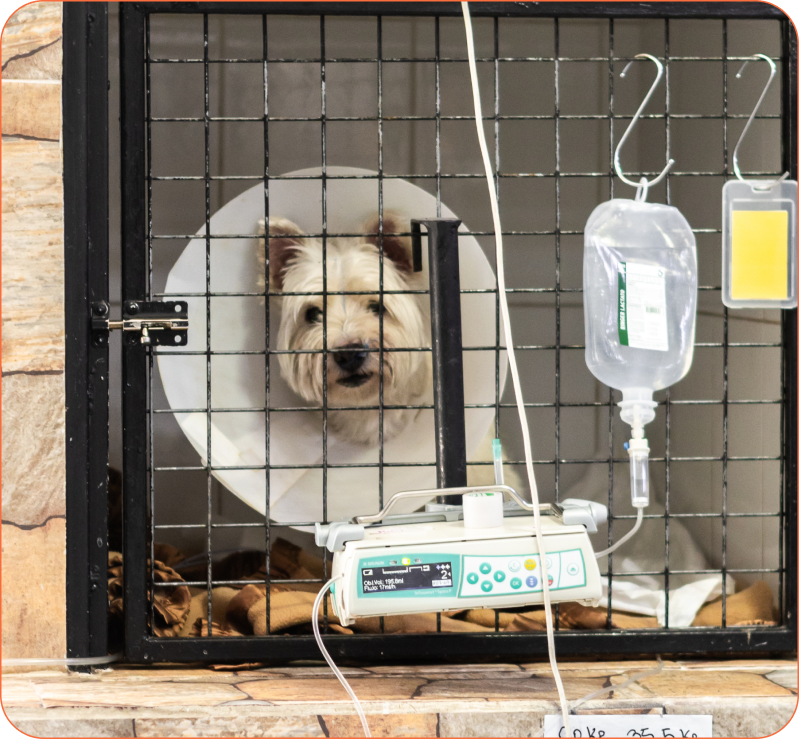 Perro hospitalizado con suero