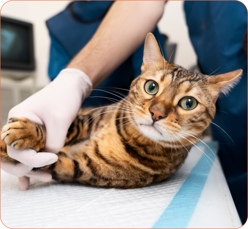 Gato siendo examinado por veterinario