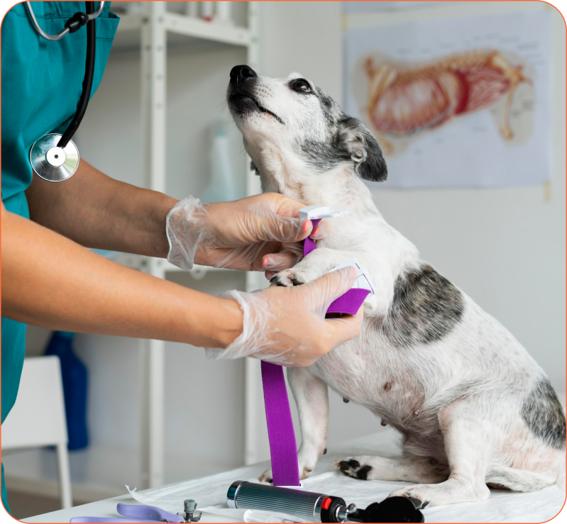 Perro recibiendo atención veterinaria