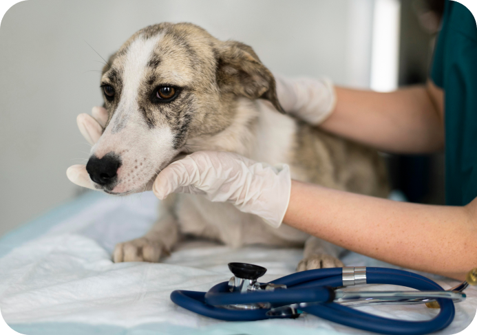 Análisis de laboratorio veterinario